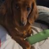 Mini long hair Dachshund puppies FL