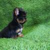 yorkshire puppies  ready to rehoming