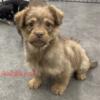 Small mixed breed puppies! 2m 3 f