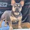 French bulldog