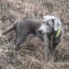 16 month old female silver/chocolate Lab for sale. AKC registered