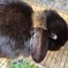 Proven Holland Lop Buck