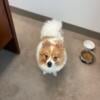 Charming 10-Month-Old Pomeranian Seeking a Loving Home!