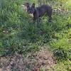 Female four years old blue