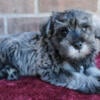 Miniature Schnauzer Puppies for Sale - New Castle Indiana