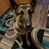 German Shepherd puppies white and black and tan