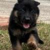 German Shepherd, AKC Registered Female Pup (Snowflake) for Sale!