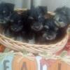 Cute Miniature Schnauzer Puppies