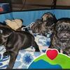 Pug puppies
