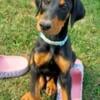 Doberman puppies for sale Light Blue Collar