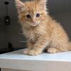 Maine coon boys