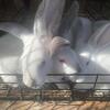 Beautiful Californian Rabbits for Sale – Healthy, Strong & Adorable