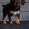 (Olive) F2 Standard Bernedoodle female puppy - Reserved now