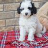 Mini Sheepadoodle Puppies Available Now