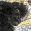 male double goldendoodle born jan 22nd