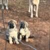 Livestock Guardians- Anatolian Shepherd