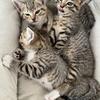 Sweet 2 months kittens 