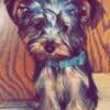 Male Yorkie