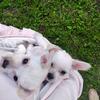 Chihuahua puppies 