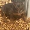 Puppies for sale abkc registered 