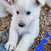 Akc German Shepherd (White Swiss)