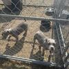 2 blue bully males for sale 