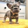 French Bulldog Big Rope Pups