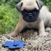 Beautiful Pug available