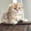 Scottish Fold Girl 