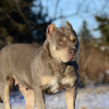 Merle blue Tri female standard American Bully Available