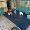 Puppies still needing Homes updated pics as well 