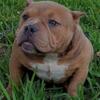 american bully for sale