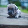 Cane Corso Puppies! Only 6 Available!