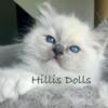 Health Tested Parents ~ TICA Reg Ragdoll Kittens ~ Blue Point/Mitted ~ international champion lines