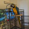 2 Year Old Blue and Gold Macaw NEED REHOMED BY MAY 31ST
