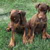 A.K.C.   DOBERMAN PINSCHER PUPPIES