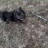 Blue Fluffy French bulldog Male