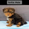 Yorkie Puppies - Yorkshire Terrier - 2 males 