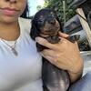 Mini dachshunds long haired 