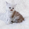 REDUCED Silver Shaded Maine Coon Kittens