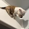 Micro bully