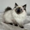 Benny - ragdoll kitten for sale