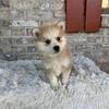 pomsky
