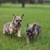 Fluffy French Bulldogs