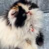 Flat face Persian kittens all CFA registered