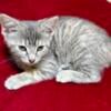 Domestic Bobtail, 7 week old female.