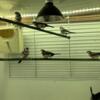 Owl Finches