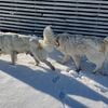 Purebred Great Pyrenees Puppies