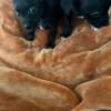 2 male Chihuahua puppies asking for rehoming fee