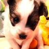Papillon BEAUTIFUL Small male tricolor  puppy Available for FREE  showings